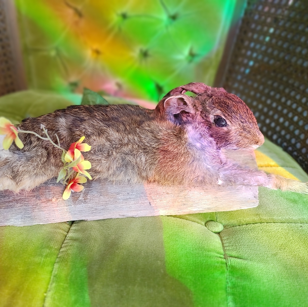 Cottontail rabbit taxidermy